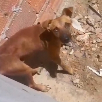 POLCIA CIVIL RESGATA CO EM SITUAO DE MAUS-TRATOS NO BAIRRO SANTA MARIA